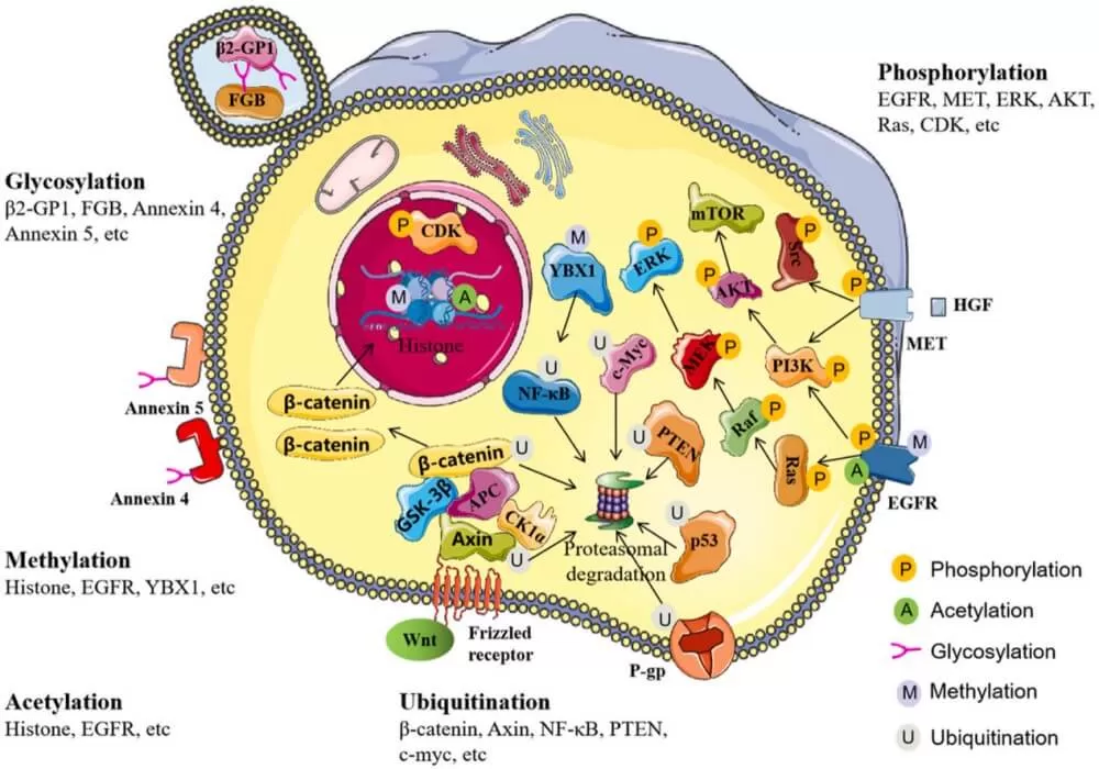 Important PTM Events and Associated Pathways in Colorectal Cancer